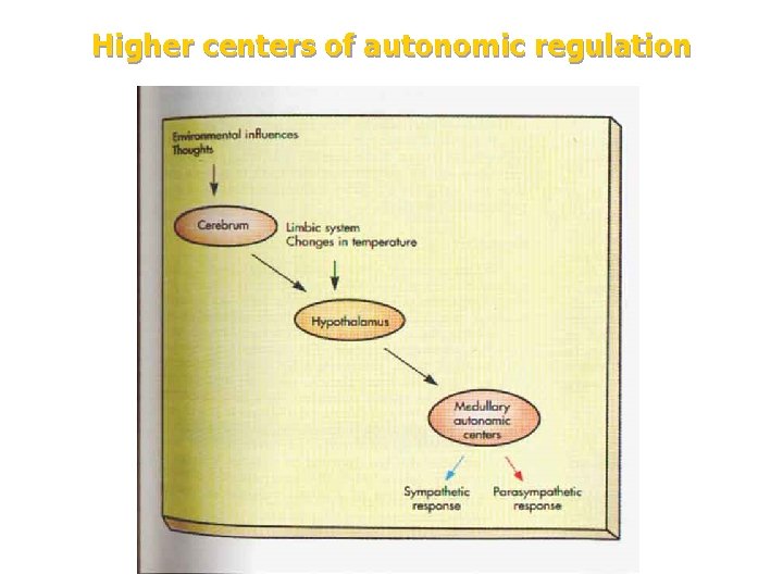 Higher centers of autonomic regulation 