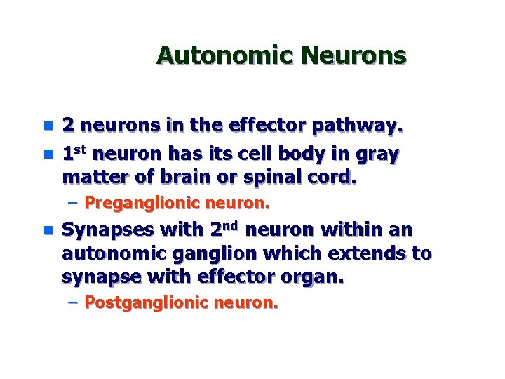 Autonomic Neurons n n 2 neurons in the effector pathway. 1 st neuron has