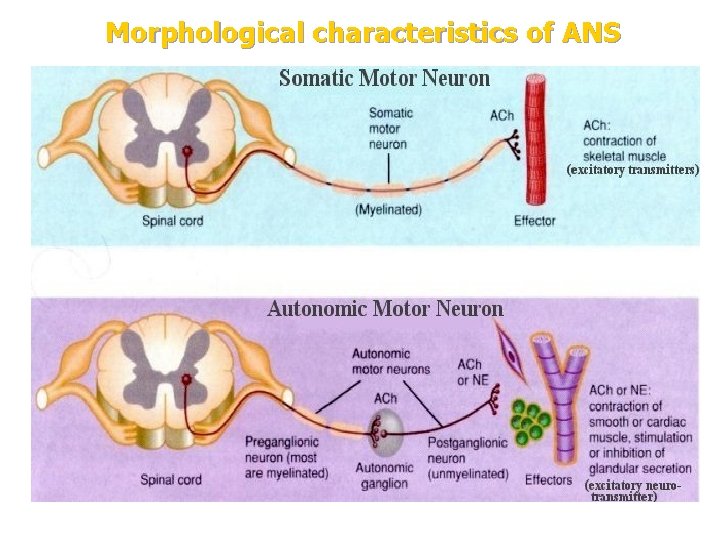 Morphological characteristics of ANS 