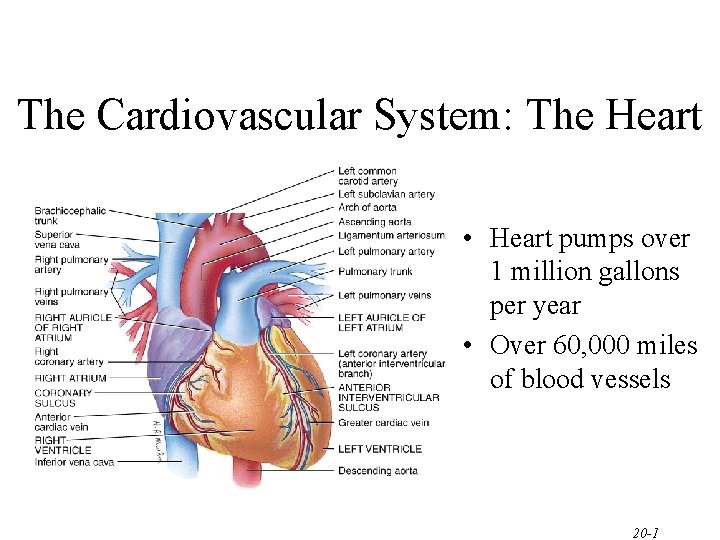 The Cardiovascular System: The Heart • Heart pumps over 1 million gallons per year