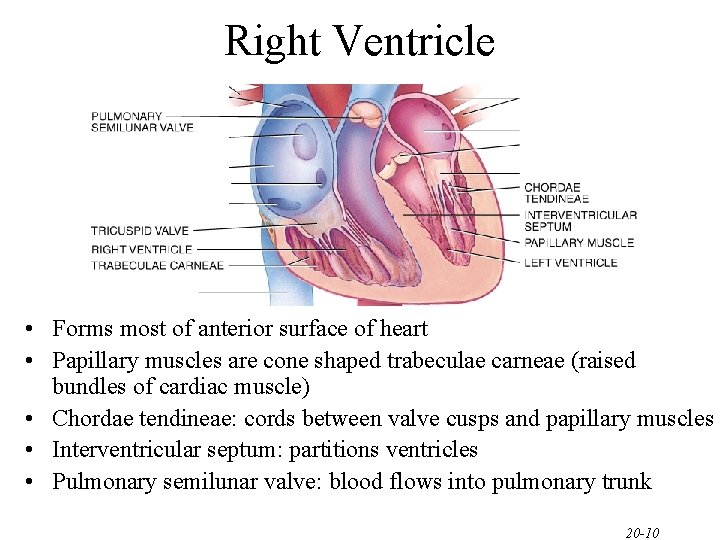 Right Ventricle • Forms most of anterior surface of heart • Papillary muscles are