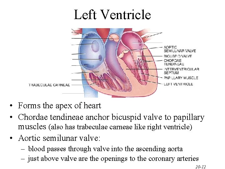 Left Ventricle • Forms the apex of heart • Chordae tendineae anchor bicuspid valve