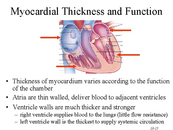 Myocardial Thickness and Function • Thickness of myocardium varies according to the function of