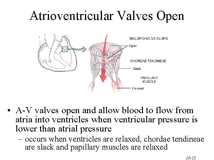 Atrioventricular Valves Open • A-V valves open and allow blood to flow from atria