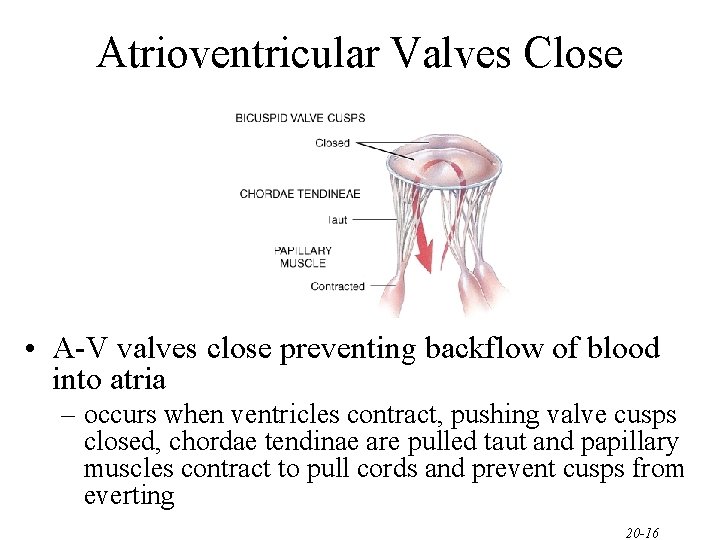 Atrioventricular Valves Close • A-V valves close preventing backflow of blood into atria –