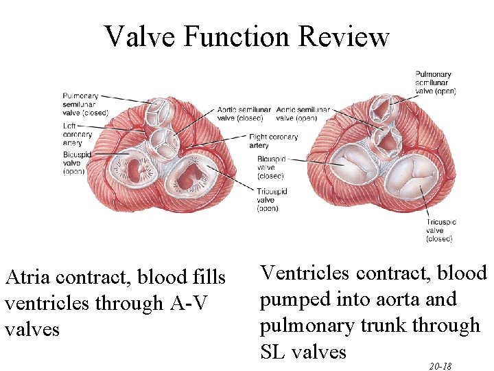 Valve Function Review Atria contract, blood fills ventricles through A-V valves Ventricles contract, blood