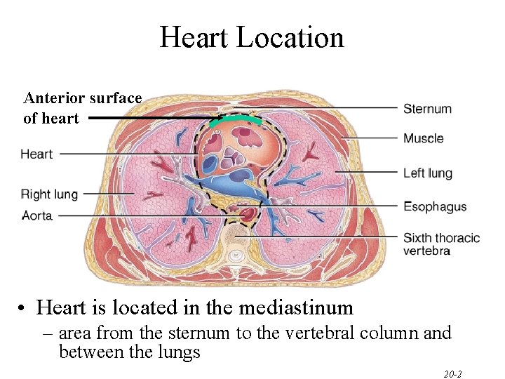 Heart Location Anterior surface of heart • Heart is located in the mediastinum –