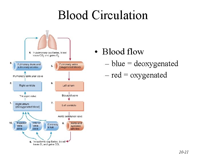 Blood Circulation • Blood flow – blue = deoxygenated – red = oxygenated 20