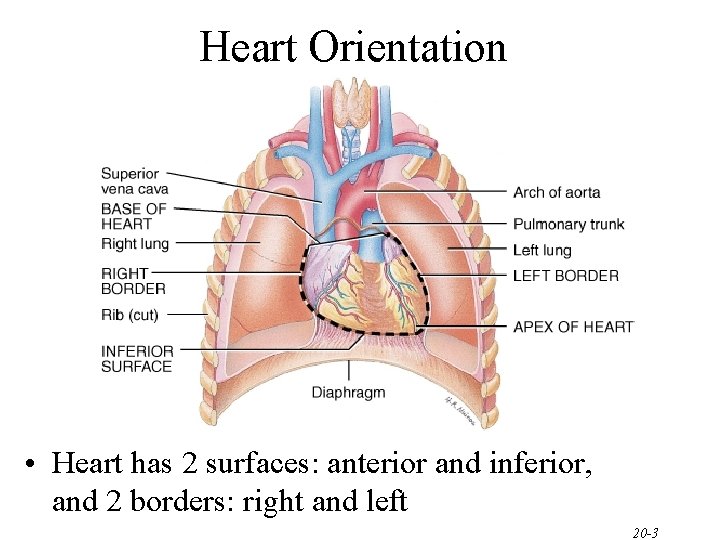 Heart Orientation • Heart has 2 surfaces: anterior and inferior, and 2 borders: right