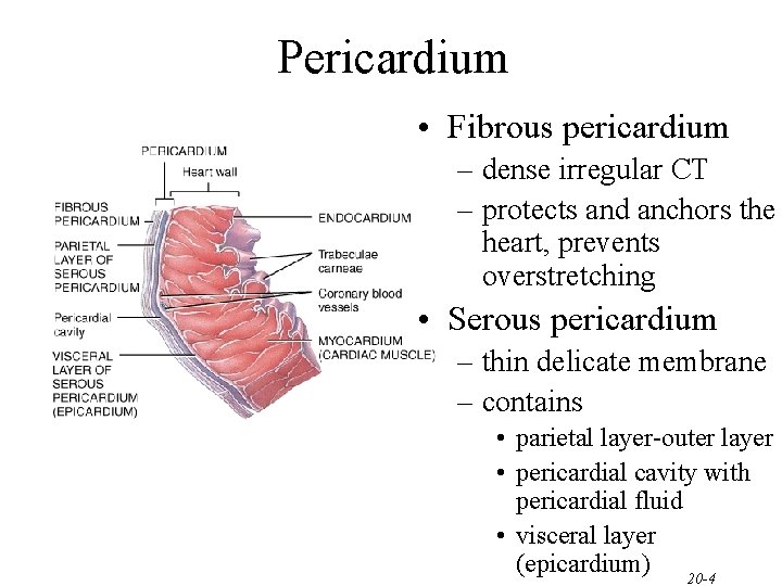 Pericardium • Fibrous pericardium – dense irregular CT – protects and anchors the heart,