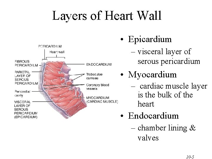 Layers of Heart Wall • Epicardium – visceral layer of serous pericardium • Myocardium