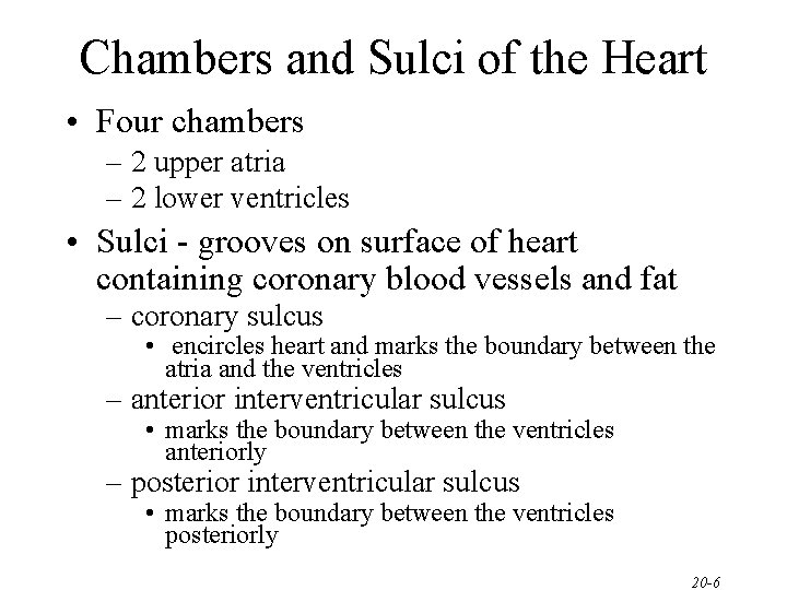 Chambers and Sulci of the Heart • Four chambers – 2 upper atria –