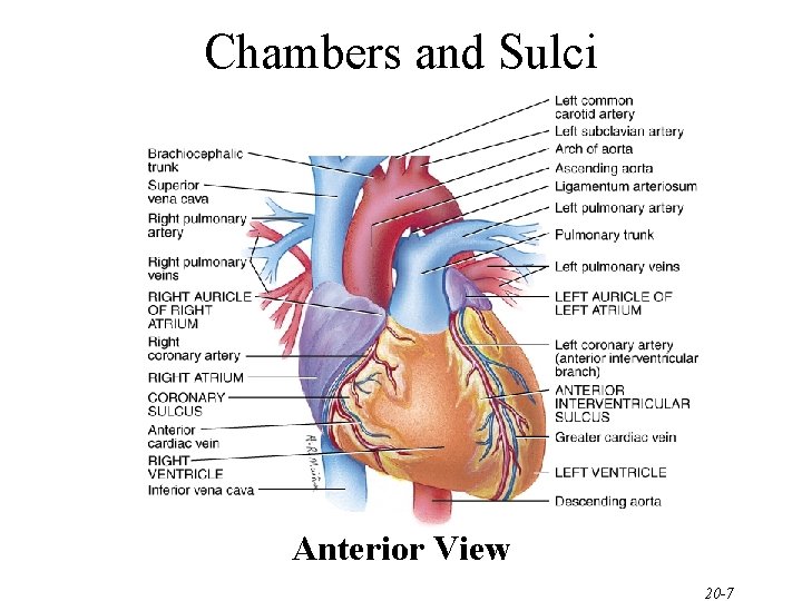 Chambers and Sulci Anterior View 20 -7 