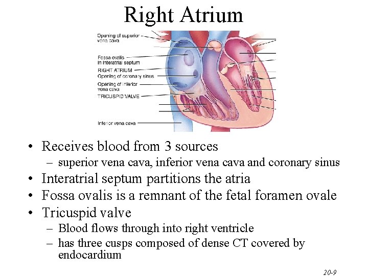 Right Atrium • Receives blood from 3 sources – superior vena cava, inferior vena