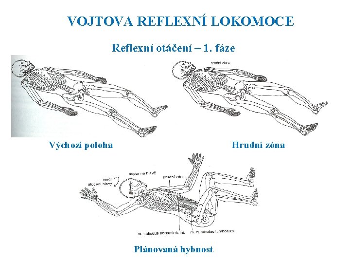 VOJTOVA REFLEXNÍ LOKOMOCE Reflexní otáčení – 1. fáze Výchozí poloha Hrudní zóna Plánovaná hybnost