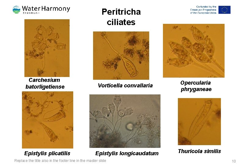 Peritricha ciliates Carchesium batorligetiense Epistylis plicatilis Vorticella convallaria Epistylis longicaudatum Replace the title also Peritricha ciliates Carchesium batorligetiense Epistylis plicatilis Vorticella convallaria Epistylis longicaudatum Replace the title also