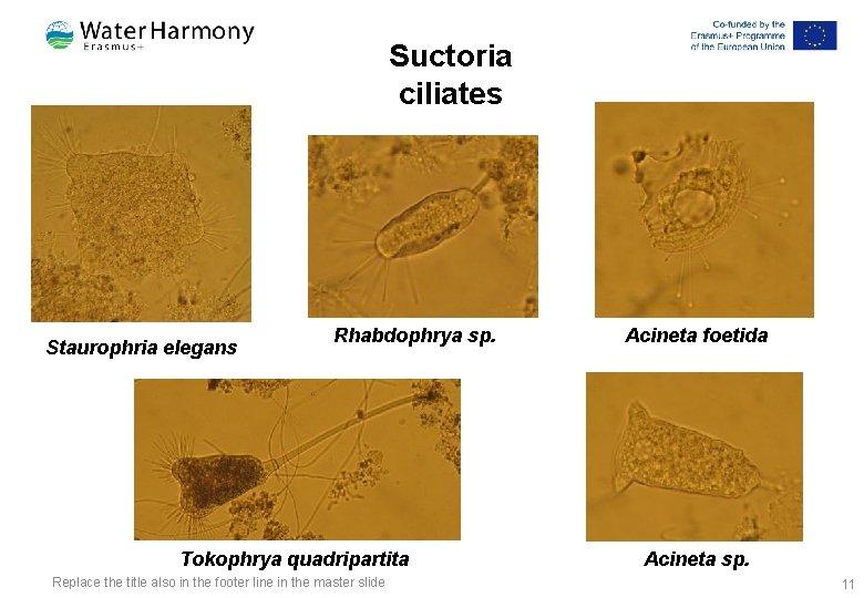 Suctoria ciliates Staurophria elegans Rhabdophrya sp. Tokophrya quadripartita Replace the title also in the Suctoria ciliates Staurophria elegans Rhabdophrya sp. Tokophrya quadripartita Replace the title also in the