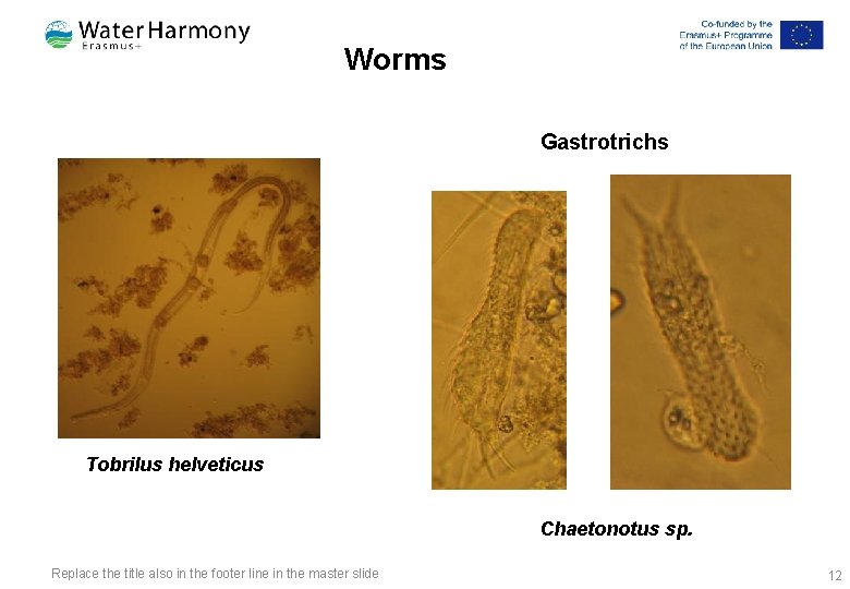 Worms Gastrotrichs Tobrilus helveticus Chaetonotus sp. Replace the title also in the footer line Worms Gastrotrichs Tobrilus helveticus Chaetonotus sp. Replace the title also in the footer line