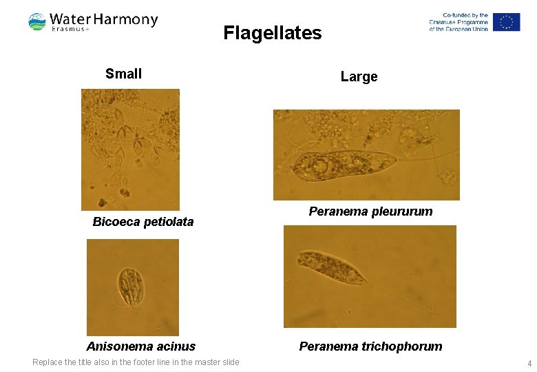 Flagellates Small Bicoeca petiolata Anisonema acinus Replace the title also in the footer line Flagellates Small Bicoeca petiolata Anisonema acinus Replace the title also in the footer line