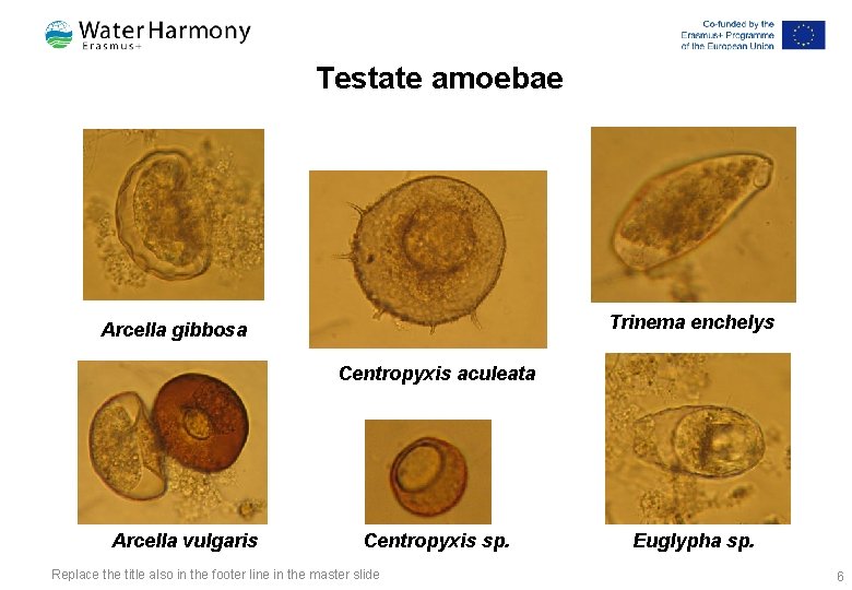 Testate amoebae Trinema enchelys Arcella gibbosa Centropyxis aculeata Arcella vulgaris Centropyxis sp. Replace the Testate amoebae Trinema enchelys Arcella gibbosa Centropyxis aculeata Arcella vulgaris Centropyxis sp. Replace the