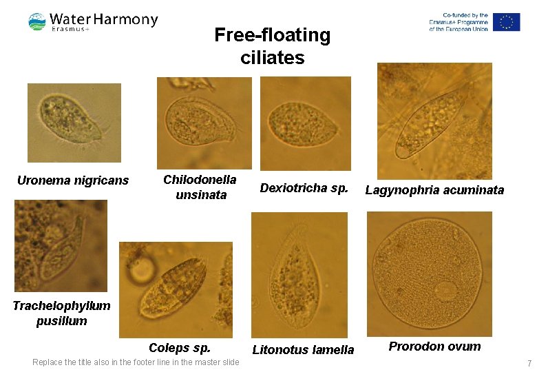 Free-floating ciliates Uronema nigricans Chilodonella unsinata Dexiotricha sp. Lagynophria acuminata Litonotus lamella Prorodon ovum Free-floating ciliates Uronema nigricans Chilodonella unsinata Dexiotricha sp. Lagynophria acuminata Litonotus lamella Prorodon ovum