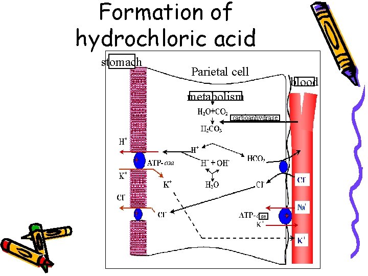 Formation of hydrochloric acid stomach Parietal cell blood metabolism carboanhydrase se 