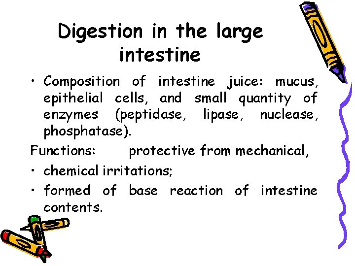 Digestion in the large intestine • Composition of intestine juice: mucus, epithelial cells, and