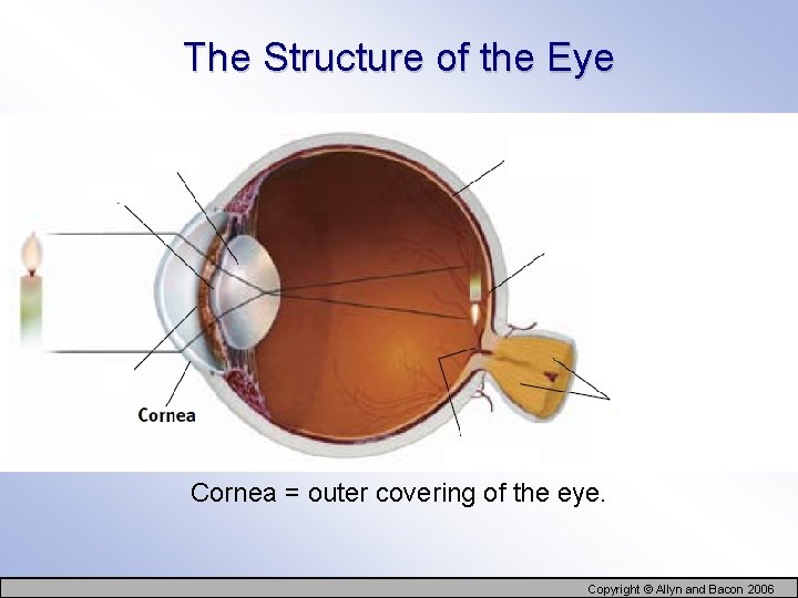 The Structure of the Eye Cornea = outer covering of the eye. Copyright ©