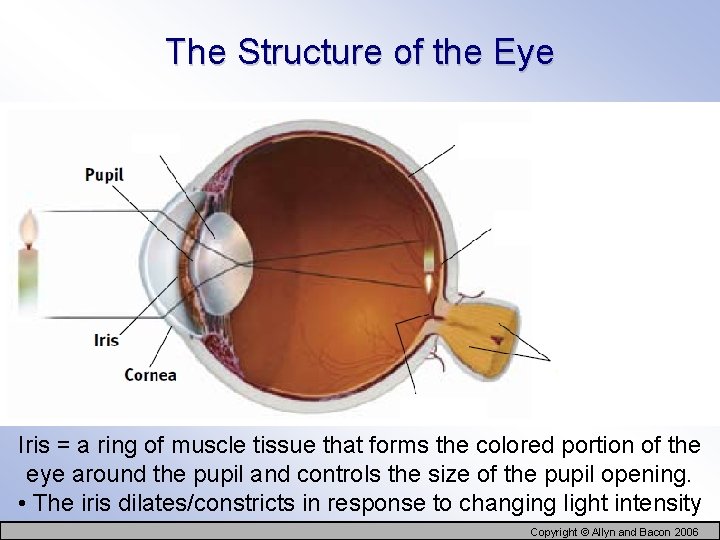 The Structure of the Eye Iris = a ring of muscle tissue that forms