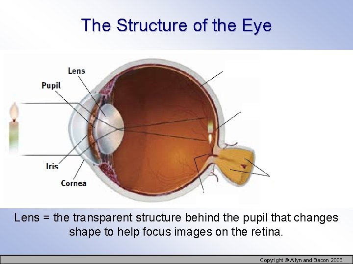 The Structure of the Eye Lens = the transparent structure behind the pupil that