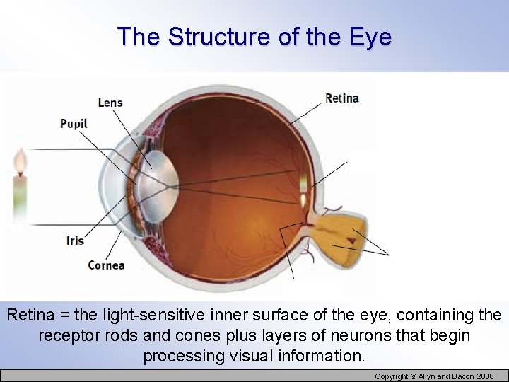 The Structure of the Eye Retina = the light-sensitive inner surface of the eye,