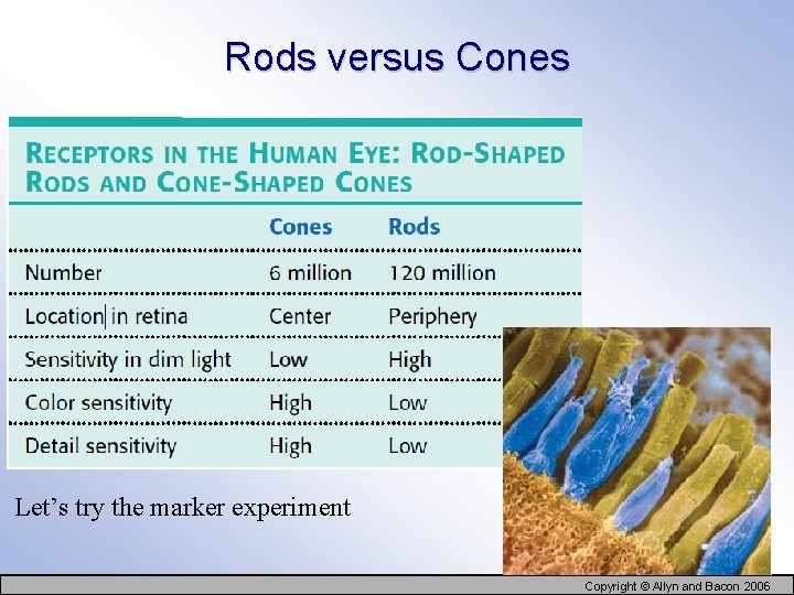 Rods versus Cones Let’s try the marker experiment Copyright © Allyn and Bacon 2006