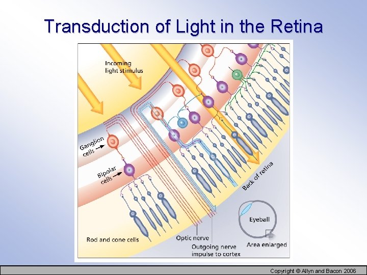 Transduction of Light in the Retina Copyright © Allyn and Bacon 2006 