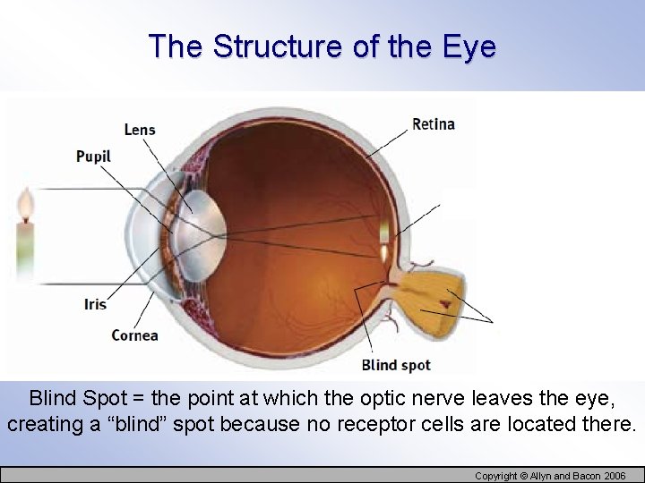 The Structure of the Eye Blind Spot = the point at which the optic