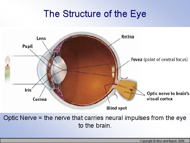 The Structure of the Eye Optic Nerve = the nerve that carries neural impulses