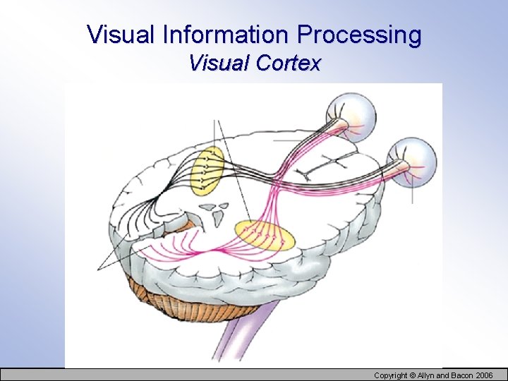 Visual Information Processing Visual Cortex Copyright © Allyn and Bacon 2006 