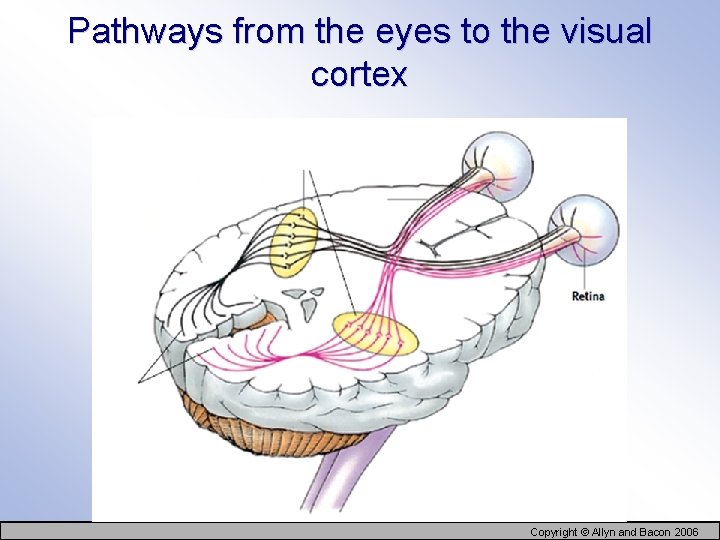 Pathways from the eyes to the visual cortex Copyright © Allyn and Bacon 2006