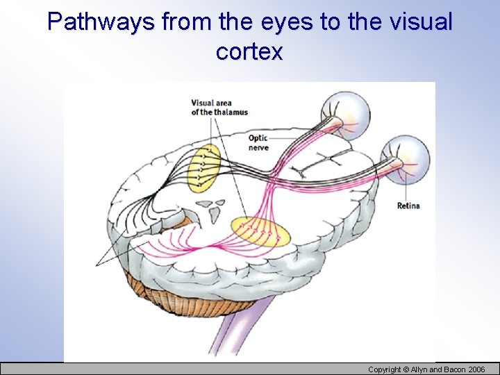 Pathways from the eyes to the visual cortex Copyright © Allyn and Bacon 2006