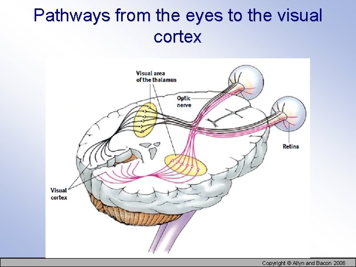 Pathways from the eyes to the visual cortex Copyright © Allyn and Bacon 2006