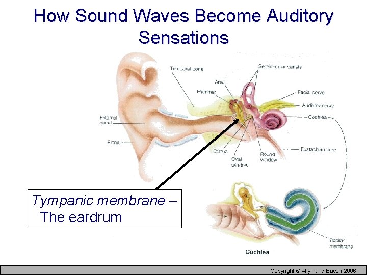 How Sound Waves Become Auditory Sensations Tympanic membrane – The eardrum Copyright © Allyn