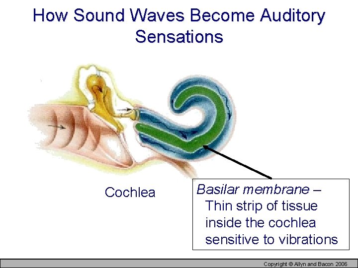 How Sound Waves Become Auditory Sensations Cochlea Basilar membrane – Thin strip of tissue