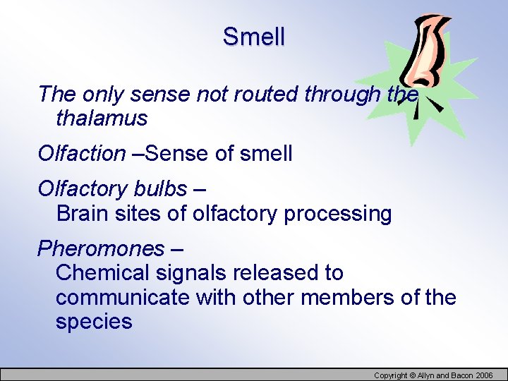 Smell The only sense not routed through the thalamus Olfaction –Sense of smell Olfactory