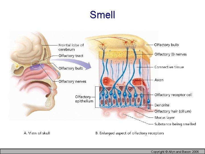 Smell Copyright © Allyn and Bacon 2006 