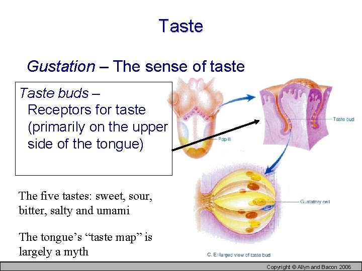 Taste Gustation – The sense of taste Taste buds – Receptors for taste (primarily