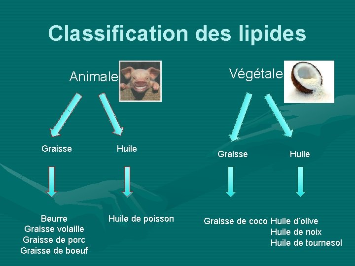 Classification des lipides Animale Graisse Beurre Graisse volaille Graisse de porc Graisse de boeuf