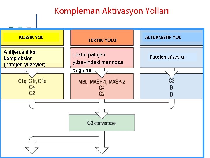 Kompleman Aktivasyon Yolları KLASİK YOL Antijen: antikor kompleksler (patojen yüzeyler) LEKTİN YOLU Lektin patojen Kompleman Aktivasyon Yolları KLASİK YOL Antijen: antikor kompleksler (patojen yüzeyler) LEKTİN YOLU Lektin patojen