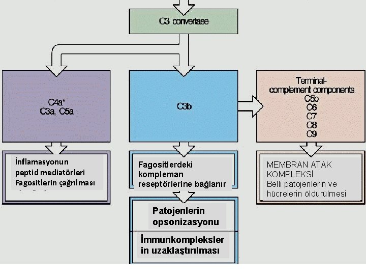 İnflamasyonun peptid mediatörleri Fagositlerin çağrılması Fagositlerdeki kompleman reseptörlerine bağlanır Patojenlerin opsonizasyonu İmmunkompleksler in uzaklaştırılması İnflamasyonun peptid mediatörleri Fagositlerin çağrılması Fagositlerdeki kompleman reseptörlerine bağlanır Patojenlerin opsonizasyonu İmmunkompleksler in uzaklaştırılması