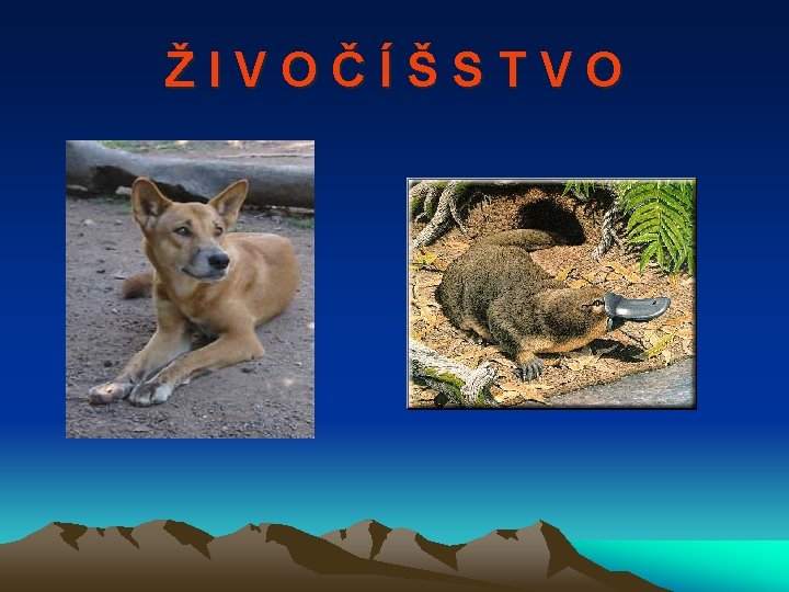 ŽIVOČÍŠSTVO 