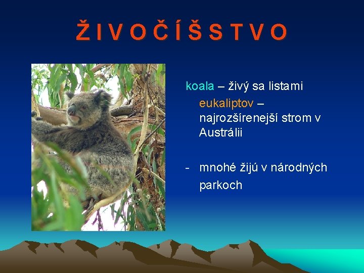 ŽIVOČÍŠSTVO koala – živý sa listami eukaliptov – najrozšírenejší strom v Austrálii - mnohé