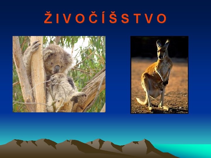 ŽIVOČÍŠSTVO 